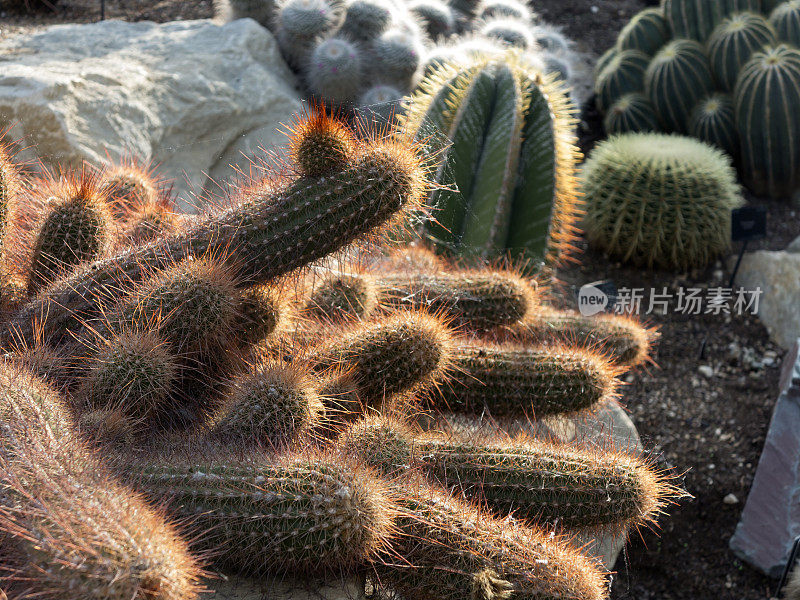 仙人掌组(Echinopsis aff. strigosa)
Cactaceae)